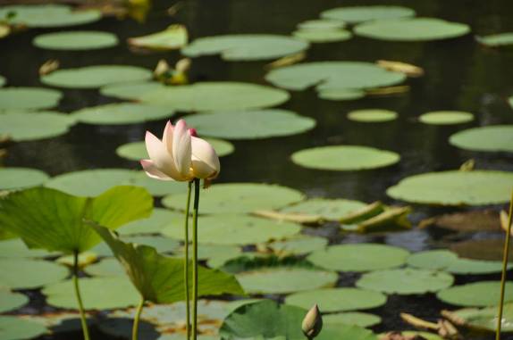 Flôr aquática na reserva Pointe-à-Pierre, próximo à San Fernando, em Trinidad e Tobago